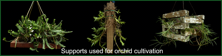 Mounted orchid epiphyte shadehouse ombrière épiphyte orchidée monté culture cultivation 