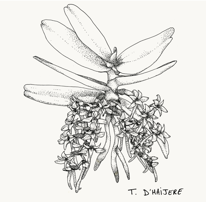 Shadehouses Main img