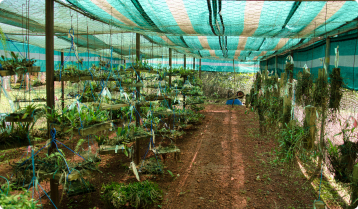 Shadehouses Img 4